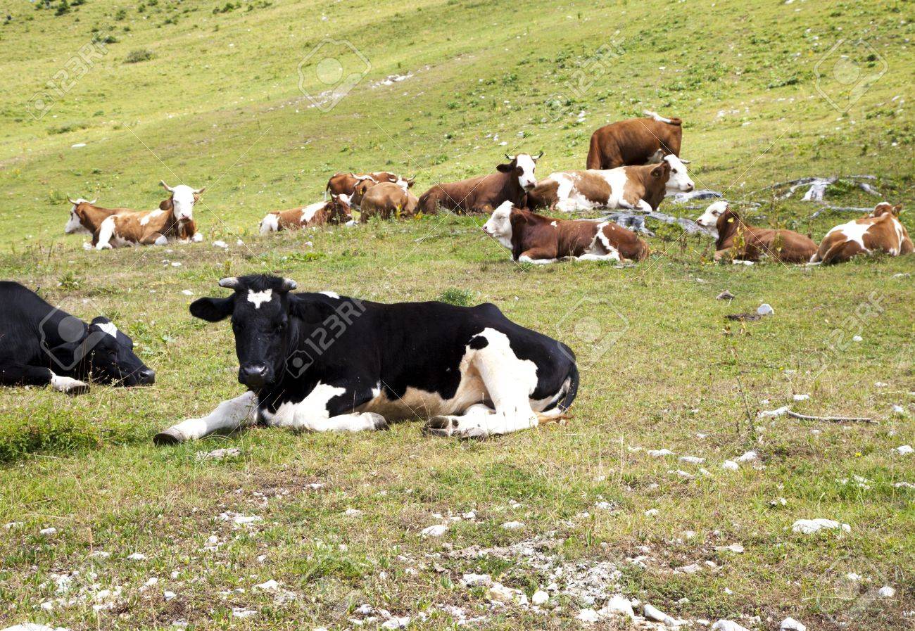Vacas descansando tumbadas