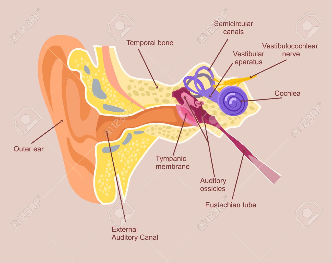 Ilustración médica del oído interno