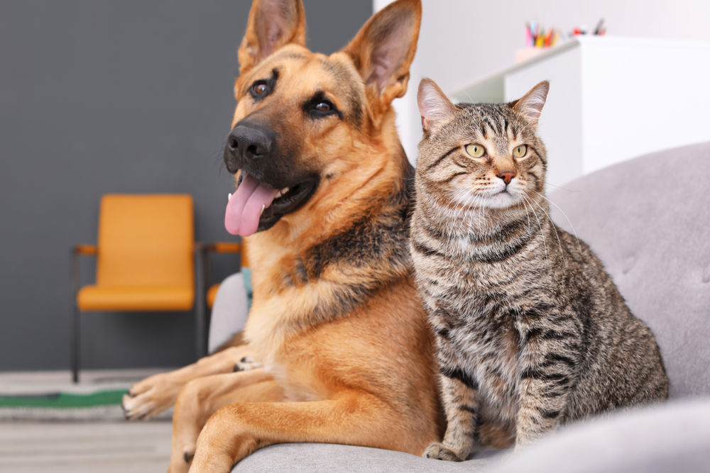 Gato y veterinario juntos